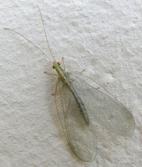 Chrysoperla cfr pallida